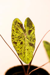 Colocasia esculenta "Mojito"